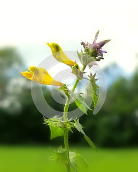 Melampyrum nemorosum