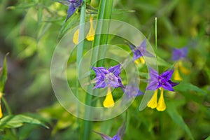 Melampyrum nemorosum