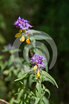 Melampyrum nemorosum