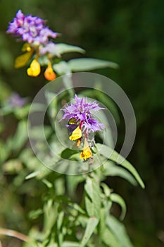 Melampyrum nemorosum