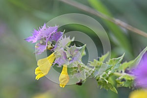 Melampyrum nemorosum beautiful purple and yellow flower macro