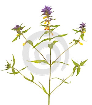 Melampyrum nemorosum flower