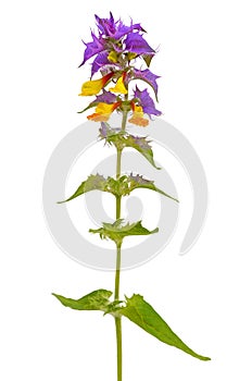 Melampyrum nemorosum flower