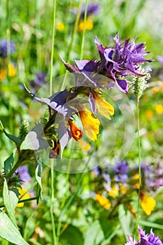 Melampyrum nemorosum flower, halfparasitic medicinal plant inflorescence, Europe, Poland