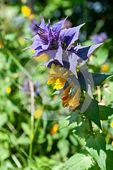 Melampyrum nemorosum flower, halfparasitic medicinal plant inflorescence, Europe, Poland