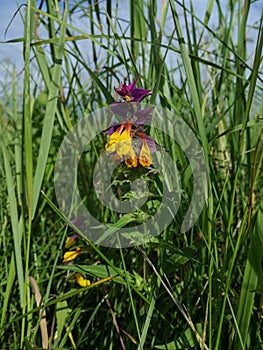 Melampyrum nemorosum flower in meadow grass.