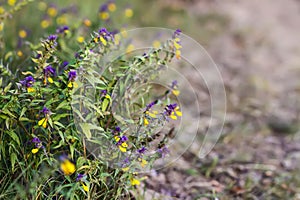 Melampyrum nemorosum flowers on a field