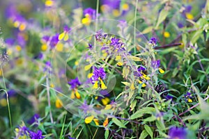 Melampyrum nemorosum flowers on a field