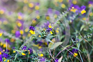 Melampyrum nemorosum flowers on a field