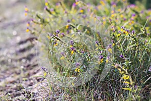 Melampyrum nemorosum flowers on a field