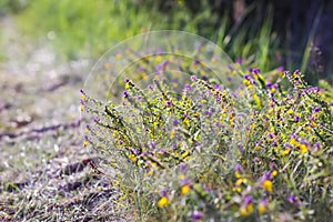 Melampyrum nemorosum flowers on a field
