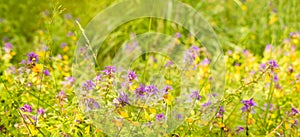 Melampyrum nemorosum flowers growing on meadow, selective focus