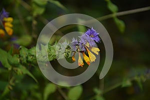 Melampyrum nemorosum is an herbaceous flowering plant in the family Orobanchaceae