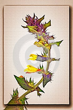 Melampyrum nemorosum, or  Ivan-da-Marya. Imitation of a picture. Oil paint. Rendring