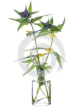 Melampyrum nemorosum natt och dag or Ivan and Mariain a glass vessel on a white background