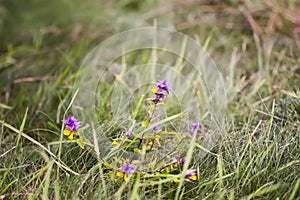 Melampyrum nemorosum plants in countryside