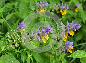 Melampyrum polonicum blooms in the forest