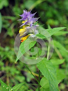 Melampyrum polonicum blooms in the forest