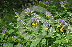 Melampyrum polonicum blooms in the forest