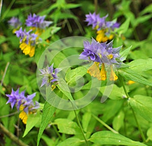 Melampyrum polonicum blooms in the forest