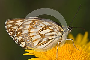 Melanargia butterfly