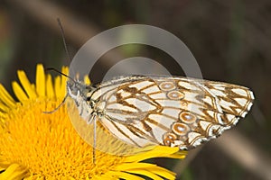 Melanargia butterfly