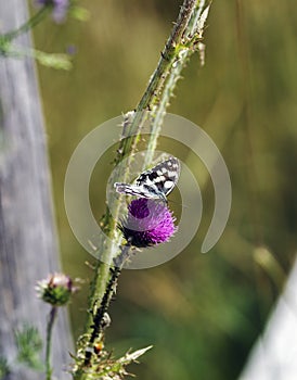 a Melanargia galathea