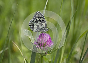 Melanargia galathea