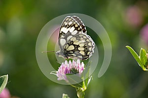 Melanargia galathea