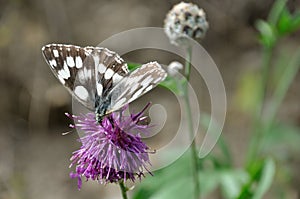 Melanargia galathea in the Alps