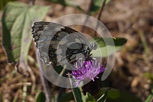 Melanargia galathea, brown and white butterfly on purple flower