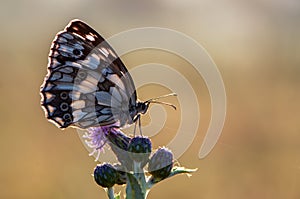 Melanargia galathea butterfly on a dry blade of grass