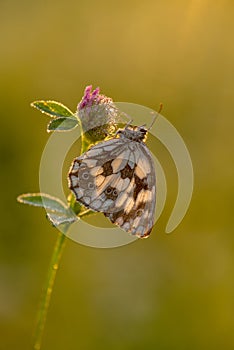 Melanargia galathea butterfly on a  flower clover awaits dawn early in the dew