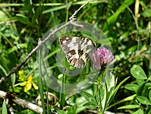 Melanargia galathea butterfly. photo