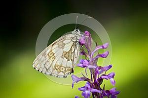 Melanargia galathea. Butterfly in nature. Beautiful picture.