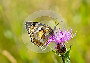 Melanargia galathea butterfly on thistle