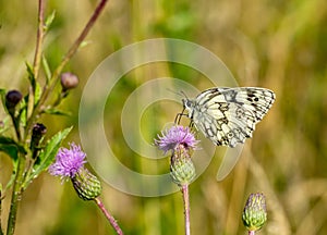 Melanargia galathea butterfly on thistle