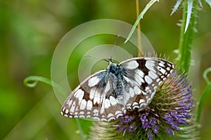 Melanargia galathea,Checkerboard butterfly on a flower