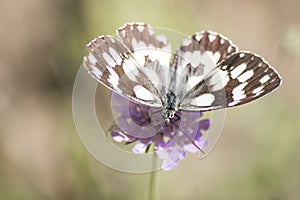 Melanargia galathea detailed white butterfly on a flower