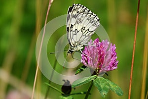 Melanargia galathea,European butterfly