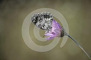 Melanargia galathea in its natural habitat collects nectar from a purple flower
