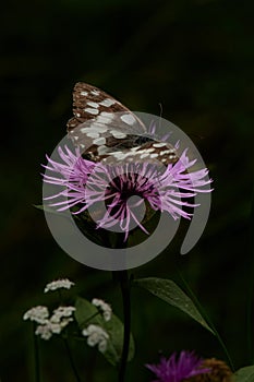 Melanargia galathea. Marble white butterfly on a black background