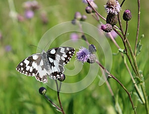 Melanargia galathea, the marbled white butterfly - animals and wildlife, beautiful insects
