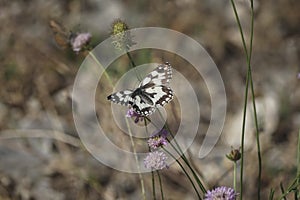 Melanargia galathea, the marbled white, is a butterfly in the family Nymphalidae