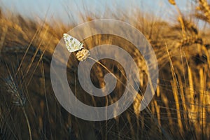 Melanargia galathea, marbled white butterfly in a weat field