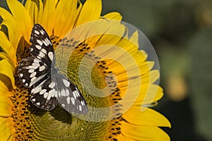 Melanargia galathea in a natural habitat collects sunflower nectar