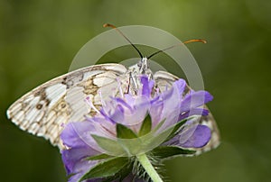 Melanargia galathea syn. Agapetes galathea