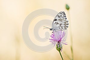 Melanargia lachesis or Iberian medioluto, is a species of Lepidoptera ditrisio of the family Nymphalidae