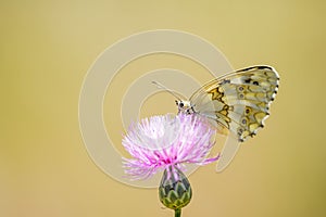 Melanargia lachesis or Iberian medioluto, is a species of Lepidoptera ditrisio of the family Nymphalidae