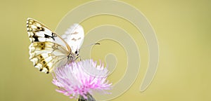 Melanargia lachesis or Iberian medioluto, is a species of Lepidoptera ditrisio of the family Nymphalidae photo